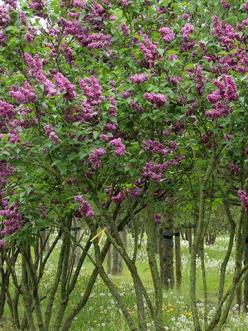 Liliac Charles Joly, arbust ornamental cu inflorescente bogate, de culoare mov inchis si parfumate, 1 arbust de 1,5-2 m inaltime, Yurta