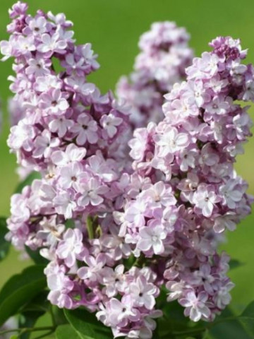 Liliac General Pershing, arbust ornamental cu flori de culoare mov-violet deschis, grupate in buchete conice, foarte parfumate, Yurta