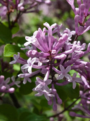 Liliac Miss Kim, arbust ornamental cu flori grupate in buchete conice, albastru-lavandă, parfum intens, Yurta