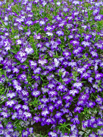 Lobelia Curgatoare albastra (4000 seminte) seminte flori curgatoare Lobelia erinus, Agrosem