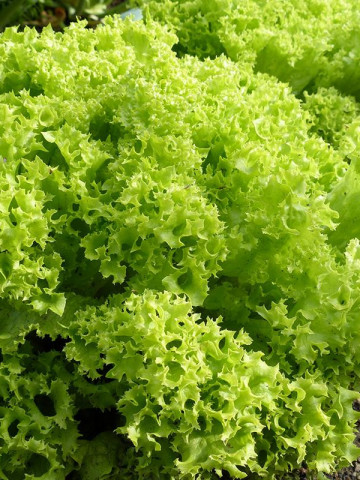 Lollo Bionda (2 gr) seminte de salata creata soi semitimpuriu, Opal