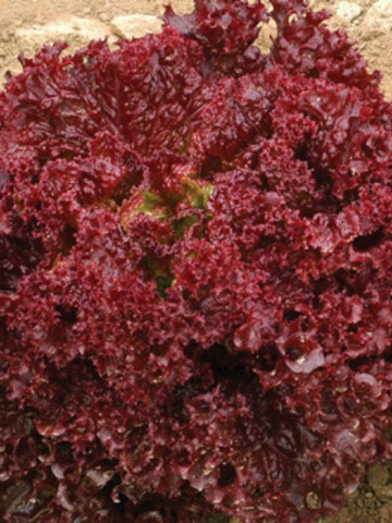 Lollo Rossa (4500 seminte) salata baby leaf cu frunze mici pentru salata, creata rosie soi timpuriu, Agrosel