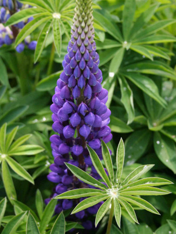 Lupin Russel Blue (1 bulb), planta perena deosebit de frumoasa, culoare mov, bulbi de flori