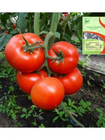 Macsin F1 (50 seminte), Seminte tomate cu crestere nedeterminata, Hazera Genetics