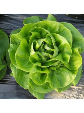 Mafalda (5.000 seminte) drajate de salata verde extratimpurie 550 - 600 grame, rezistenta si vigurozitate ridicata, Nunhems