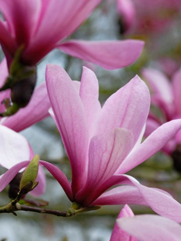 Magnolie Galaxy, arbore ornamental cu flori mari, parfumate, in nuante de purpuriu si roz, Yurta