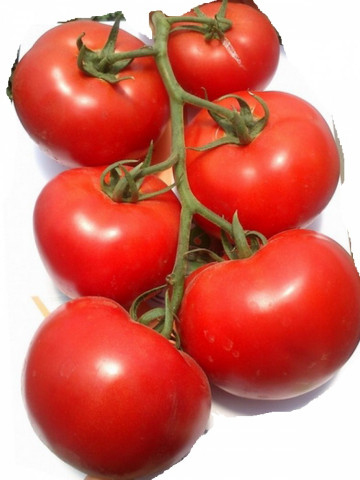 Mahitos F1 (100 seminte) tomate Nedeterminate Semitimpurii de tip beef, Rijk Zwaan
