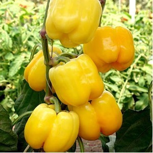 Maradonna F1 (500 seminte) ardei gras nedeterminat, Seminis