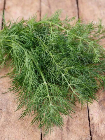 Marar autohton - 100 grame - Seminte de marar traditional bulgaresc caracterizat prin aroma puternica si placuta tolerant la diferite conditii meteorologice de la Florian