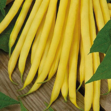 Maxidor (100 gr) seminte fasole pitica galbena, bob alb, pastai crocante, 4 Agro