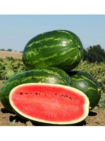 Mellina F1 (1000 seminte) pepene verde miezul este rosu aprins dulce si crocant, Clause