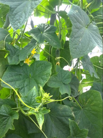 Merengue F1 (1000 seminte) castraveti tip cornichon, Seminis