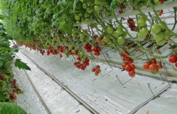 Merlice F1 (1000 seminte) rosii nedeterminate, Seminis