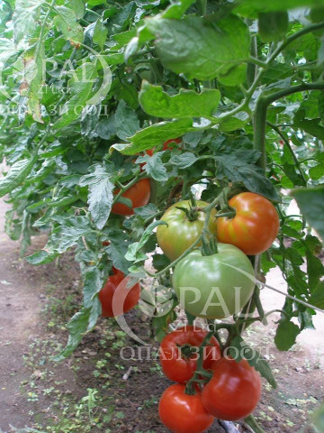 Naslada F1 - 1 gr – Seminte Tomate hibrid nedeterminat timpuriu Naslada F1 de la Opal Bulgaria