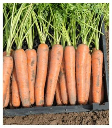 Niagara F1 (25.000 seminte) morcovi orange (calibru seminte > 2 mm ) tip Berlicum/Nantes cu radacina neteda lunga si intens colorata pastrandu-se foarte bine peste iarna, Bejo