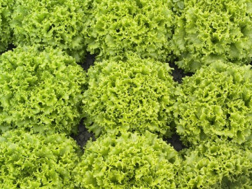 Oleole - 5000 sem - Seminte de salata creata tip batavia pentru camp de la Syngenta