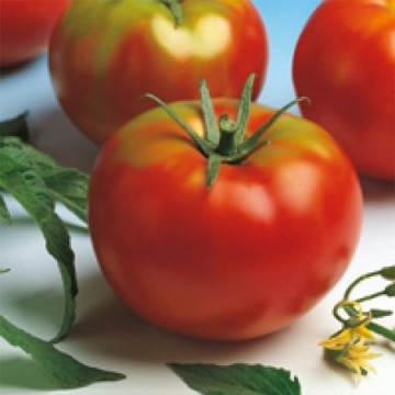 Optima F1 (25 seminte) de rosii cu crestere nedeterminata, Seminis
