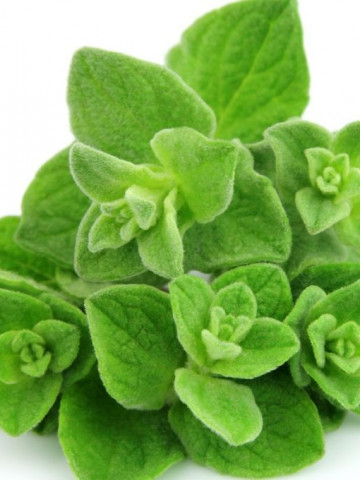 Oregano Medicinal (Sovarf) 0.4 gr de seminte Plante Medicinale Oregano de la Florian
