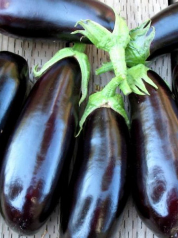 Pana Corbului Vinete (800 seminte) de vinete soi romanesc semitimpuriu alungit violet inchis spre negru lucios, Agrosem