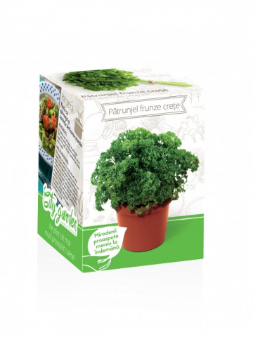 Patrunjel frunze crete - Kit plante aromatice