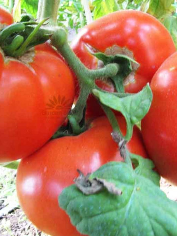 Paulina BG F1 (0.2 gr) Seminte tomate hibrid nedeterminat timpuriu Florian