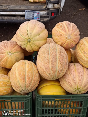 Pepene galben Koral F1 (250 seminte) hibrid extratimpuriu Coral F1, Agrotop Bulgaria