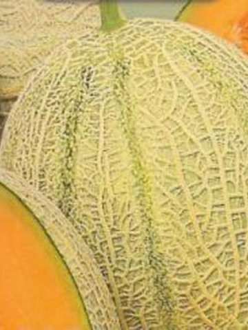 Pepene galben Retato degli Ortolani (50 seminte) pepene galben soi productiv, semitimpuriu, Agrosem
