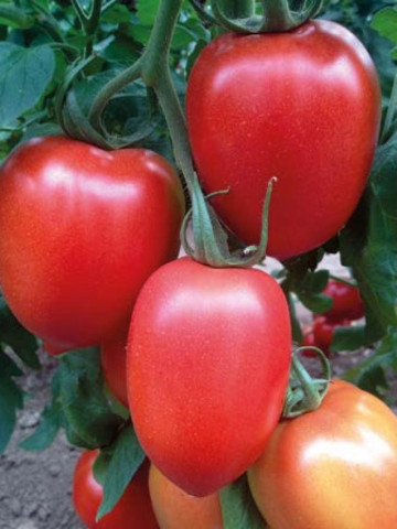 Peradur F1 (500 seminte) de rosii nedeterminate cu fructe ce cresc in ciorchine in numar de 6-8, au forma ovala iar greutatea lor ajungand la 130-150 de grame, Yuksel