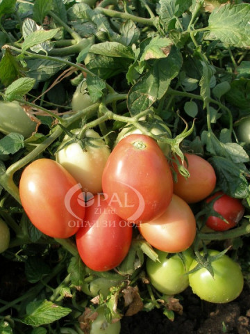 Pink Fresh - 5 gr - Seminte de Rosii Roz pentru prelucrare si conservare de la Opal