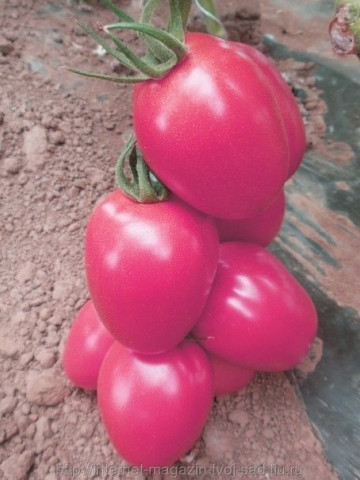 Pink Pioneer F1 (500 seminte) de rosii tip prunisoara ce se adapteaza foarte bine atat culturilor din camp cat si culturii din spatii protejate cu productie extrem de inalta buna uniformitate si gust deosebit, Sakata