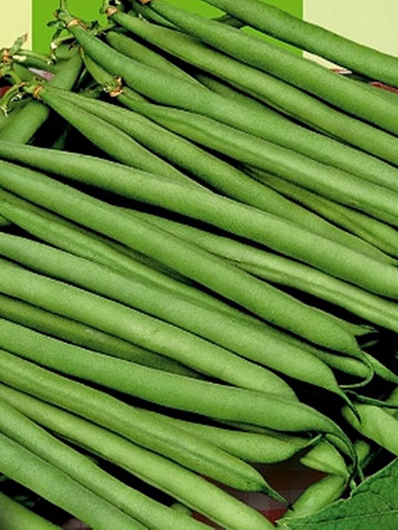 Processor (10 gr) seminte fasole pitica verde, timpurie, pastai lungi, Agrosem
