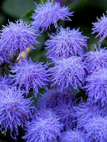 Pufuleti albastri (0.2 gr) seminte de planta anuala cu flori albastre, foarte decorative, Agrosem
