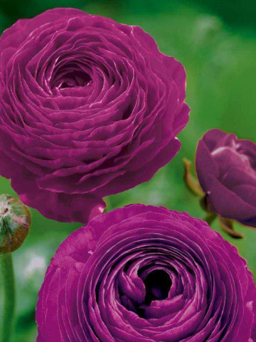 Ranunculus Purple (10 bulbi), flori culoare mov, inflorescenta bogata, bulbi de flori