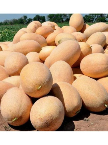 Raymond F1 (100 seminte) de pepene galben semitimpuriu, Hazera
