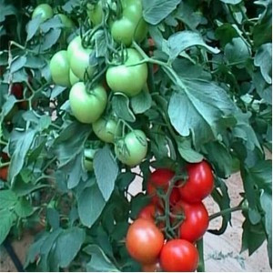 Rosii Francesca – 500 de seminte de rosii nedeterminate Hazera