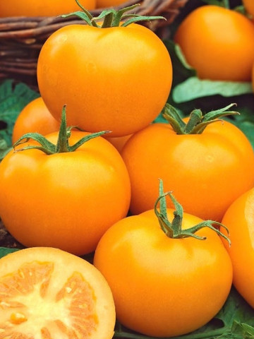 Rosii galbene Romus (2 grame), seminte de rosii galbene soi cu crestere nedeterminata, Kertimag
