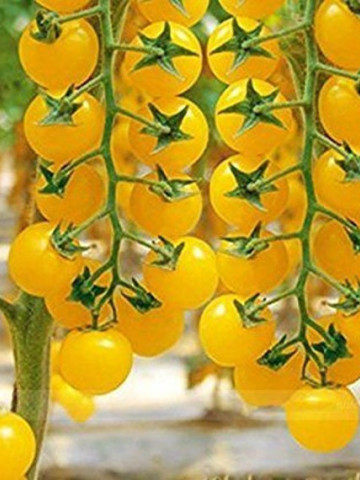 Rosii Goldkrone Cherry (70 seminte) tomate galbene cherry cu crestere nedeterminata