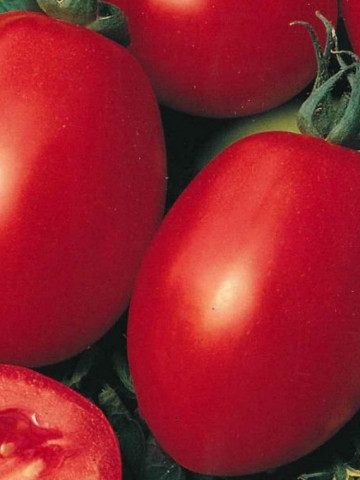 Rosii Roma VF (250 seminte) tomate soi semitardiv fructe ovale, gust placut, Agrosem