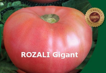 Rozali - 10 gr - Seminte de Tomate Roze Mari Nedeterminat Semitimpuriu tip Gigant cu tulpina inalta de la Florian Bulgaria