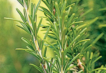 Rozmarin (0.02 gr) Seminte de Rozmarin Plante Medicinale Rozmarin de la Mefim Agro Romania