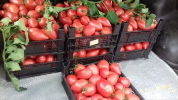 Rugby F1 (250 seminte) de tomate nedeterminate Rugby pentru sere, Geosem
