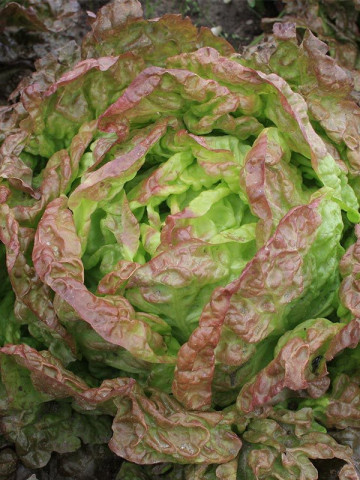 Salata Four Season Wonder (2400 seminte) salata soi foarte rezistent, productiv, Agrosem