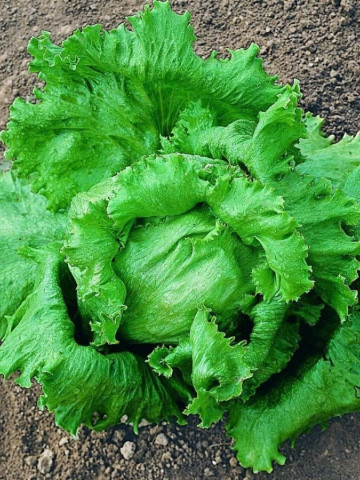 Salata Great Lakes (12.000 seminte) salata iceberg capatana mare, crocanta, Agrosem