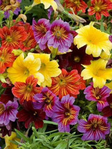 Salpiglossis Sinuata Mix - Seminte Flori Salpiglossis Sinuata Mix de la Opal