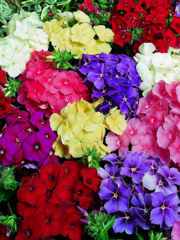 Scanteiuta - Brumarea mix (180 seminte) plante perene flori mari, divers colorate, Agrosem