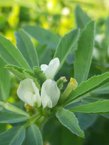 Schinduf Medicinal (120 seminte), planta erbacee anuala, Agrosem