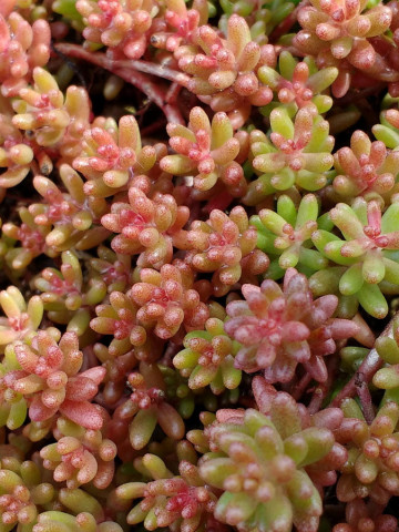 Sedum album Coral Carpet (ghiveci 1 L), rasad planta suculenta vesnic verde, frunze culori schimbatoare, verde, rosu, coral