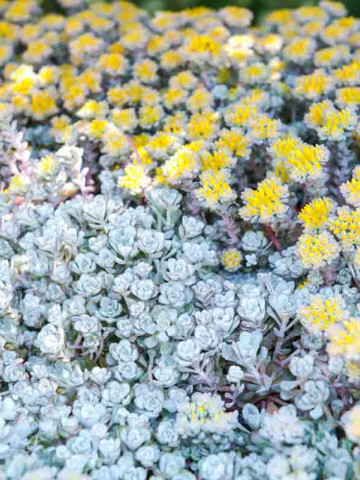 Sedum Cape Blanco (in ghiveci de 1 L), rasad de planta suculenta vesnic verde, cu frunze in nuante de alb-argintiu si flori galbene