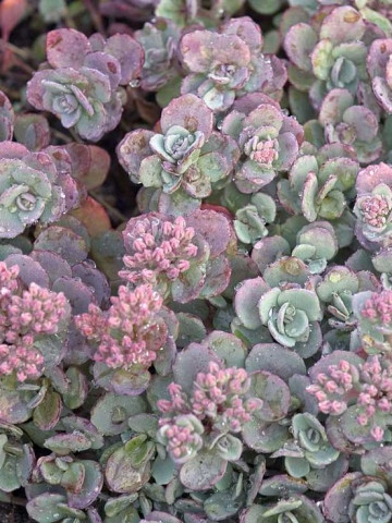 Sedum cauticola Lidakense (ghiveci 1 L), rasad planta suculenta vesnic verde, frunze verzi-argintii, flori roz