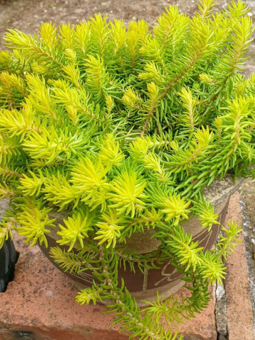 Sedum rupestre Angelina (in ghiveci de 1 L), rasad de planta suculenta vesnic verde, cu frunze ce isi schimba culoarea de la verde-galbui vara, la ruginiu iarna